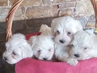 TeaCup Maltese Terrier Yavruları