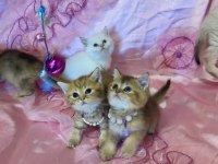 Safkan british shorthair yavrular