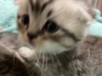 30 gunluk scottish fold erkek