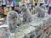 Dünya tatlısı çok çok özel scottish fold bebekler