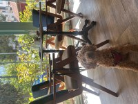 12 Aylık Sevecen Toy Poodle