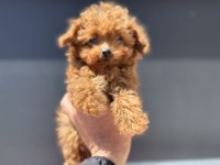 4 aylık tiny kore poodle 700 gr petmo den