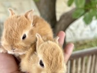 Netherland Dwarf Karamel Tavşanlar