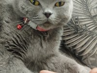 Yavru scottish fold kedimiz