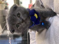 Scottish fold erkek yavru