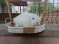 Hollanda teddy lop tavşan 2 adet mavi gözlü beyaz takım
