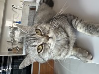 British Shorthair kedimize yuva arıyoruz