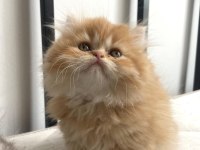 Puf puf scottish fold bebekler