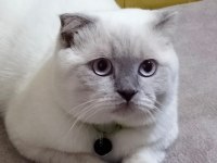 Scottish fold sütlaç için yuva arıyoruz
