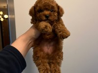 KORE KAN TOY POODLE PREMİUM YAVRULAR