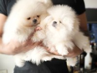 Kısa Burun Ve Teacup Pomeranian Boo 2 Erkek Yavrular
