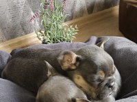 Güzeller güzeli lilac and tan 3 aylık french yavrularımız