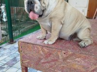 ORJİNAL İRK YETİŞKİN INGILIZ BULLDOG