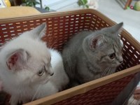 Sahiplendirme british shorthair kedisi