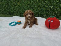 Özel Maltipoo Yavrularımız