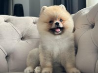 Erkek 3 Aylık Pomeranian Boo