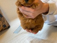 Eğitilebilir Toy Poodle Yavruları ile Evinize Neşe Katın