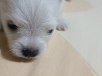 Pomeranian yavrular çok tatlılar