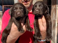 Çikolatalı Labrador