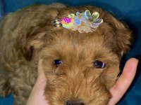Toy Poodle yavrularımız son 2 dişi