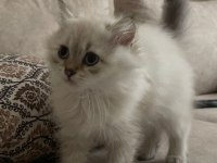 British Longhair pamuk gibi yavrumuz