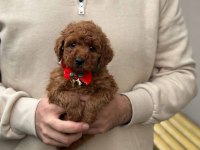Toy Poodle Yavrularımız