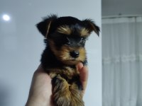 58 günlük 3 erkek yorkshire terrier yavrularımız