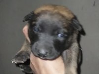 30 günlük Belçika malinois yavrular