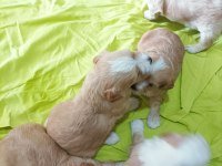 Minik Maltipoo Bebekler