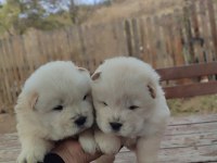 Premium Çin Aslanı Chow Chow Yavruları