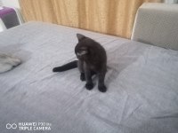 İki yavru 3 aylık british shorthair