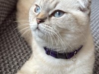 Çok uysal scottish fold