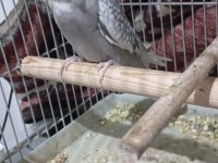 A kalite 10 numara wifi sultan papağanı yavru