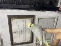 Rainbow renk kuşları