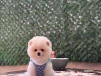 Üst kalite Pomeranian Boo