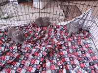 Safkan scottish fold yavrular