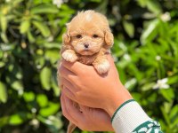 Teacup maltipoo 2.5 aylık dişi yavrumuz