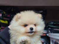 Tıraşsız pomeranian bebekler