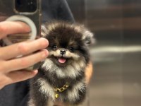 Yumoş Pomeranian Boo Yavrusu
