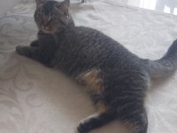 Tabby British Shorthair 6 Aylık