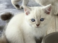Safkan İri Yapılı British Shorthair Yavrular