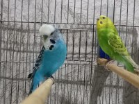 Damızlık muhabbet kuşu jumbo