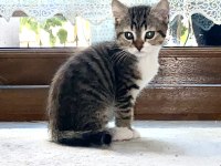 iki aylık erkek iran kedisi yavrular