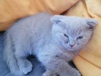 ÖZEL RENK BRİTİSH LONGHAİR