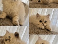 3 Aylık Erkek British Longhair Yavru
