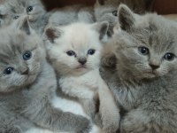 1 haftaya teslime hazır british shorthair yavrular