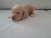 MİNİK COCKER YAVRULARIMIZ