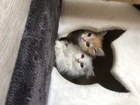 British longhair yavrular