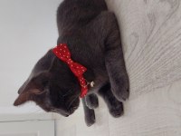 Kakule'ye ailesini arıyoruz british shorthair