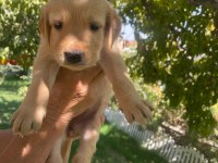 Kaliteli Golden Retriever Yavrularimiz